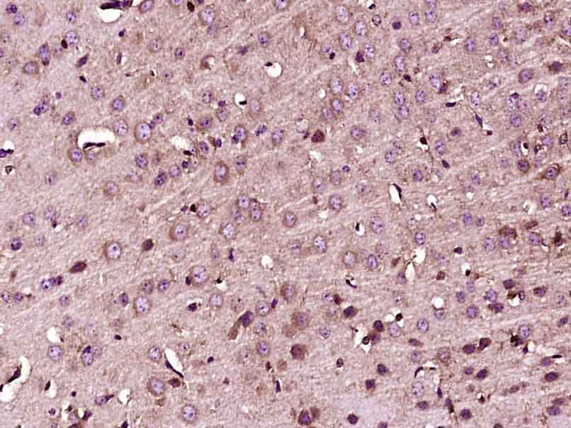 Fbxw7 Rabbit pAb(bs-8394R)-50u