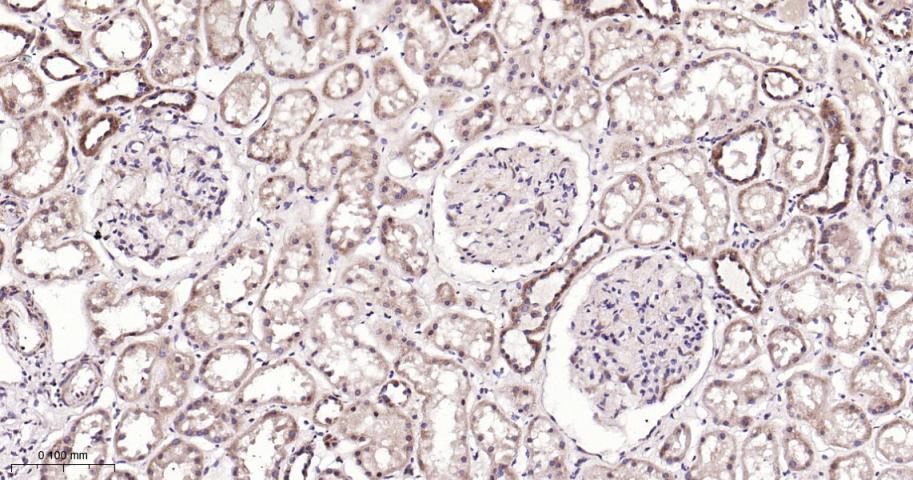 SIRT3 Rabbit pAb(bs-6105R)-50u