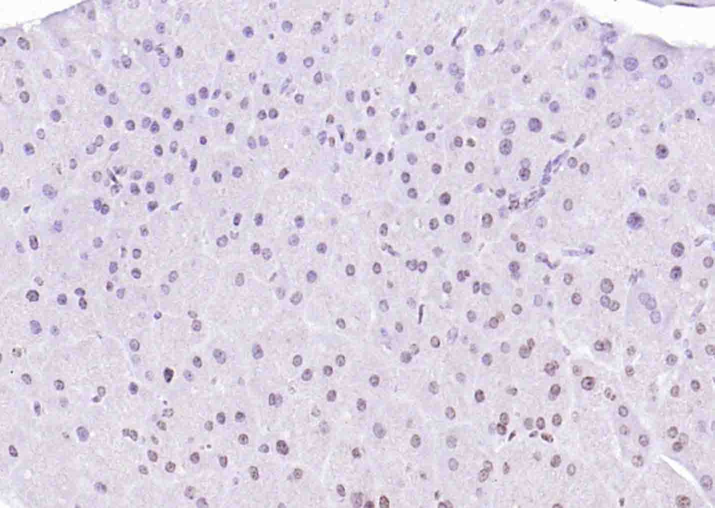 Histone H4 (Acetyl K12) Rabbit