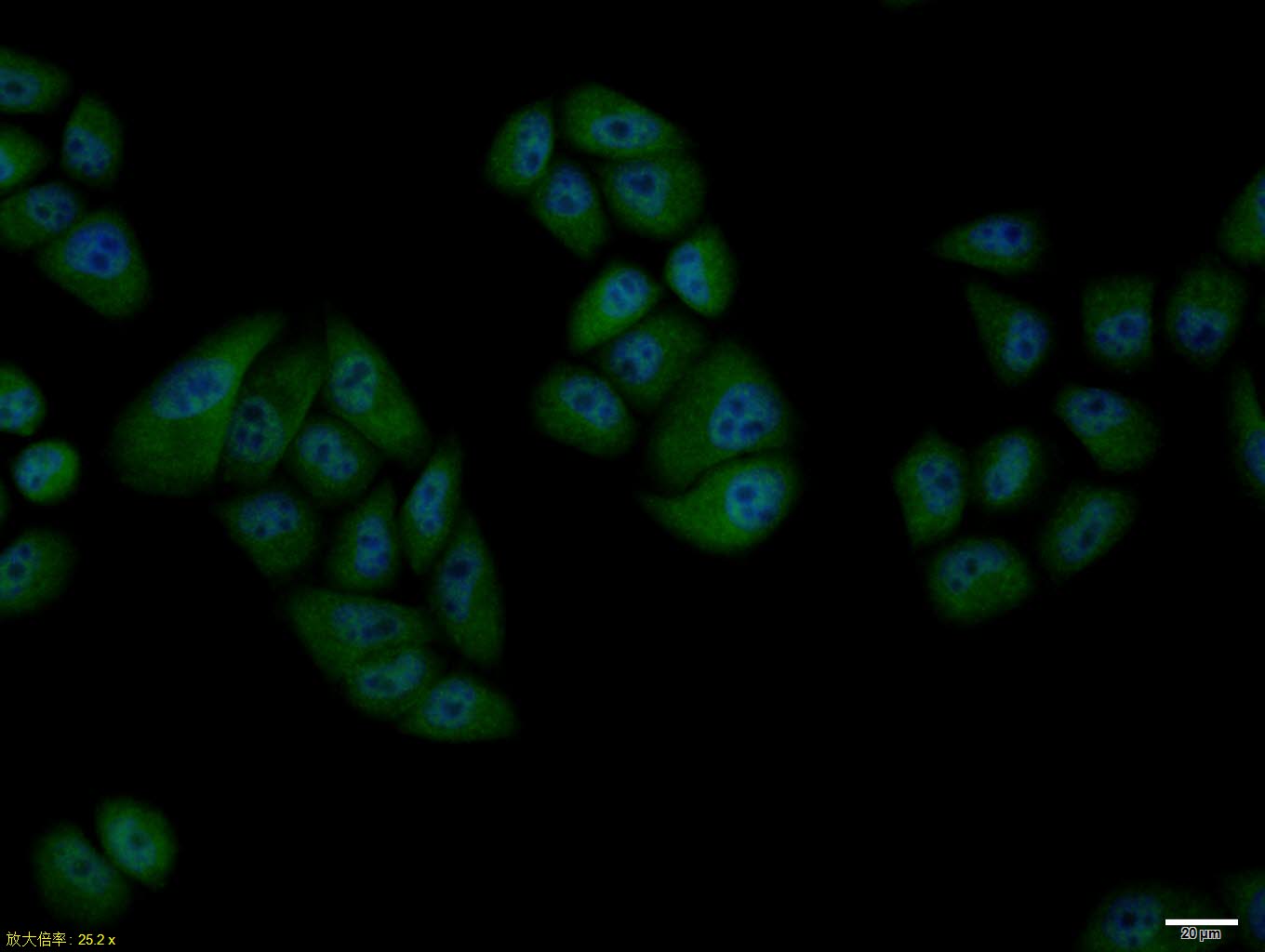 phospho-Cyclin B1 (Ser133) Rab