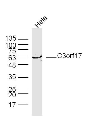 C3orf17 Rabbit pAb(bs-9824R)-5