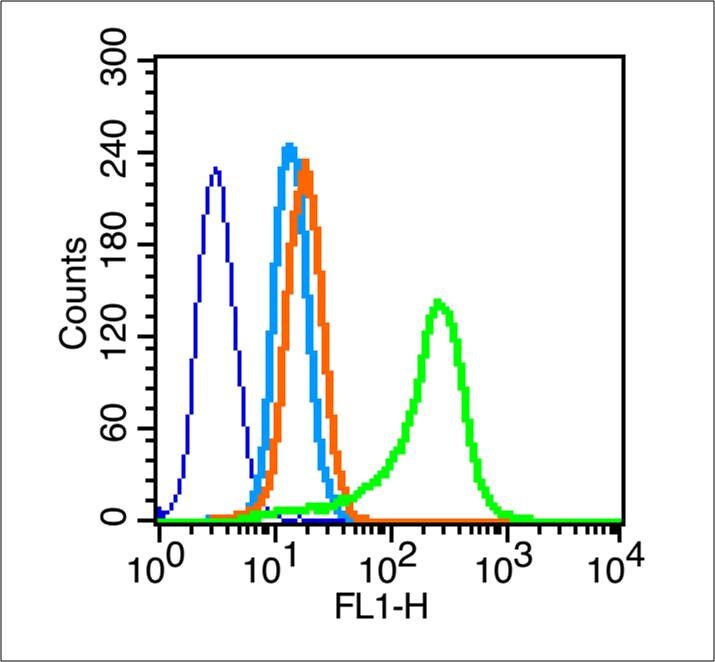 phospho-Cyclin B1 (Ser147) Rab