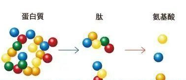 蛋白肽:介于氨基酸与蛋白质之间的关键分子