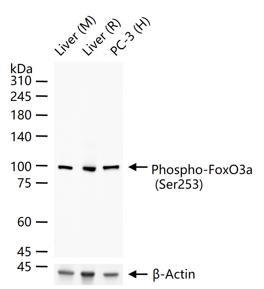 phospho-FoxO3a (Ser253) Recomb
