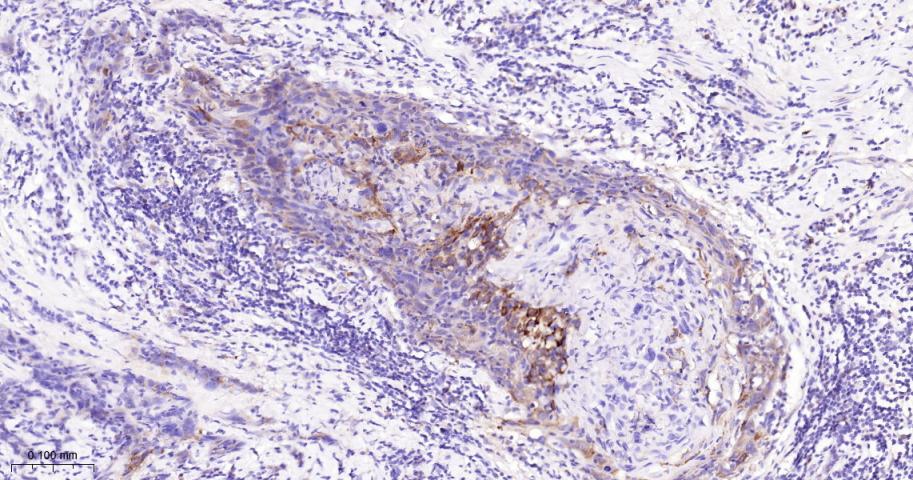 EIF2S1 Recombinant Rabbit mAb(