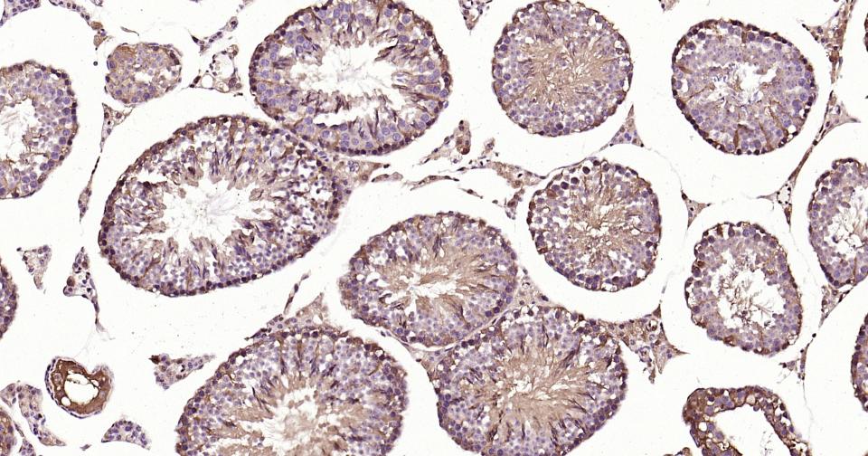 GAPDH Rabbit pAb, Loading Cont