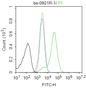 SIRT1 Rabbit pAb(bs-0921R)-50u