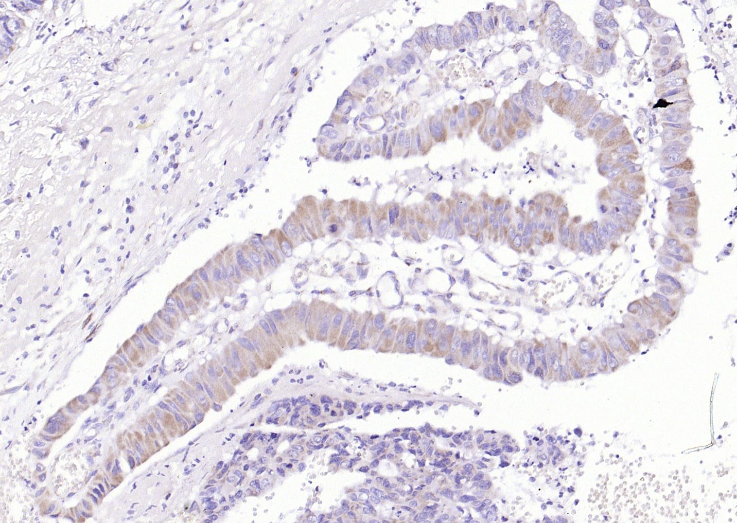 COX6c Rabbit pAb(bs-12925R)-50