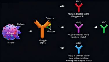 抗独特型抗体在抗体药物研发中扮演何种关键角色？