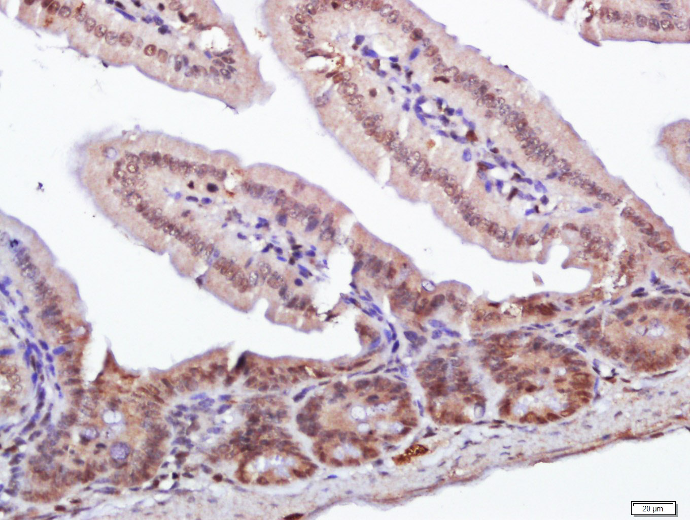 RORC Rabbit pAb(bs-3863R)-50ul