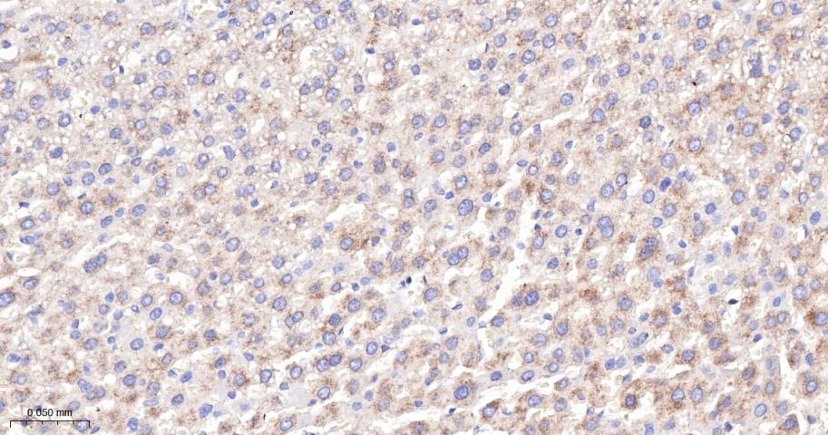 phospho-FoxO3a (Ser253) Recomb