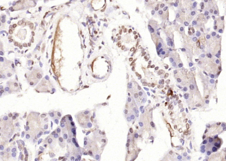 PTF1A Rabbit pAb(bs-11930R)-50