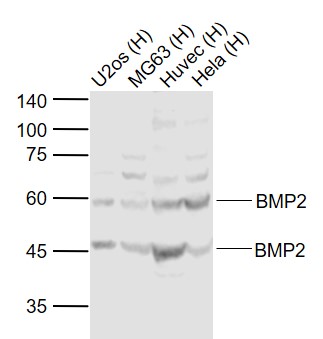 BMP2 Rabbit pAb(bs-0514R)-50ul