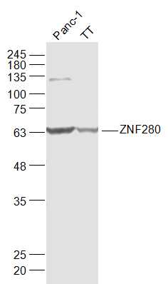 SUHW1/ZNF280 Rabbit pAb(bs-128