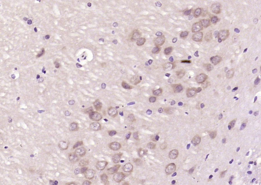 CAF1p55/VPRBP Rabbit pAb(bs-93