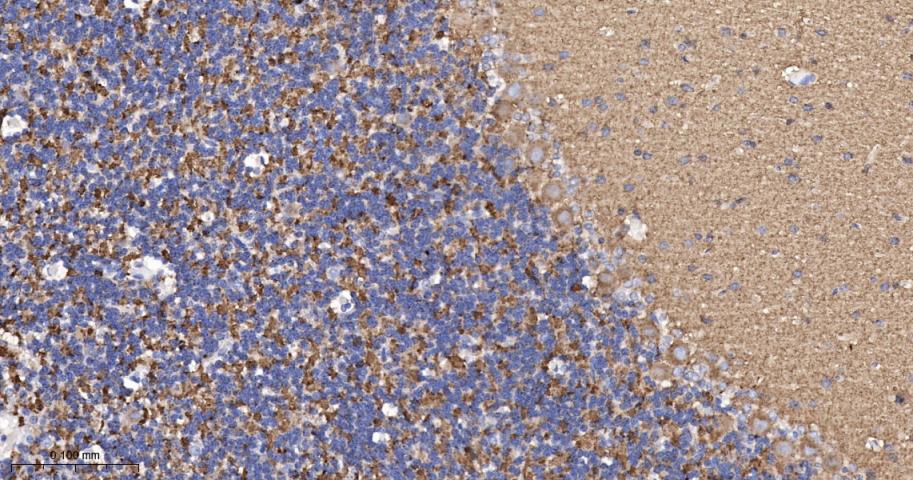 Synaptophysin Recombinant Rabb