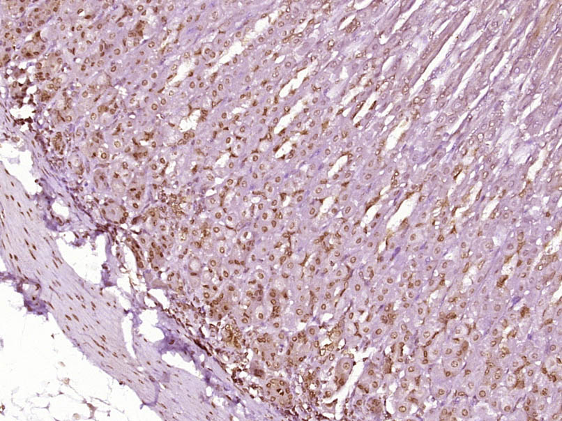 CLK2 Rabbit pAb(bs-7907R)-50ul