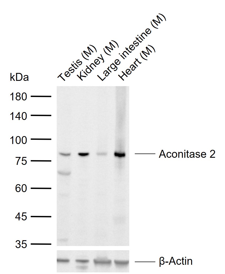 Aconitase 2 Rabbit pAb(bs-2390