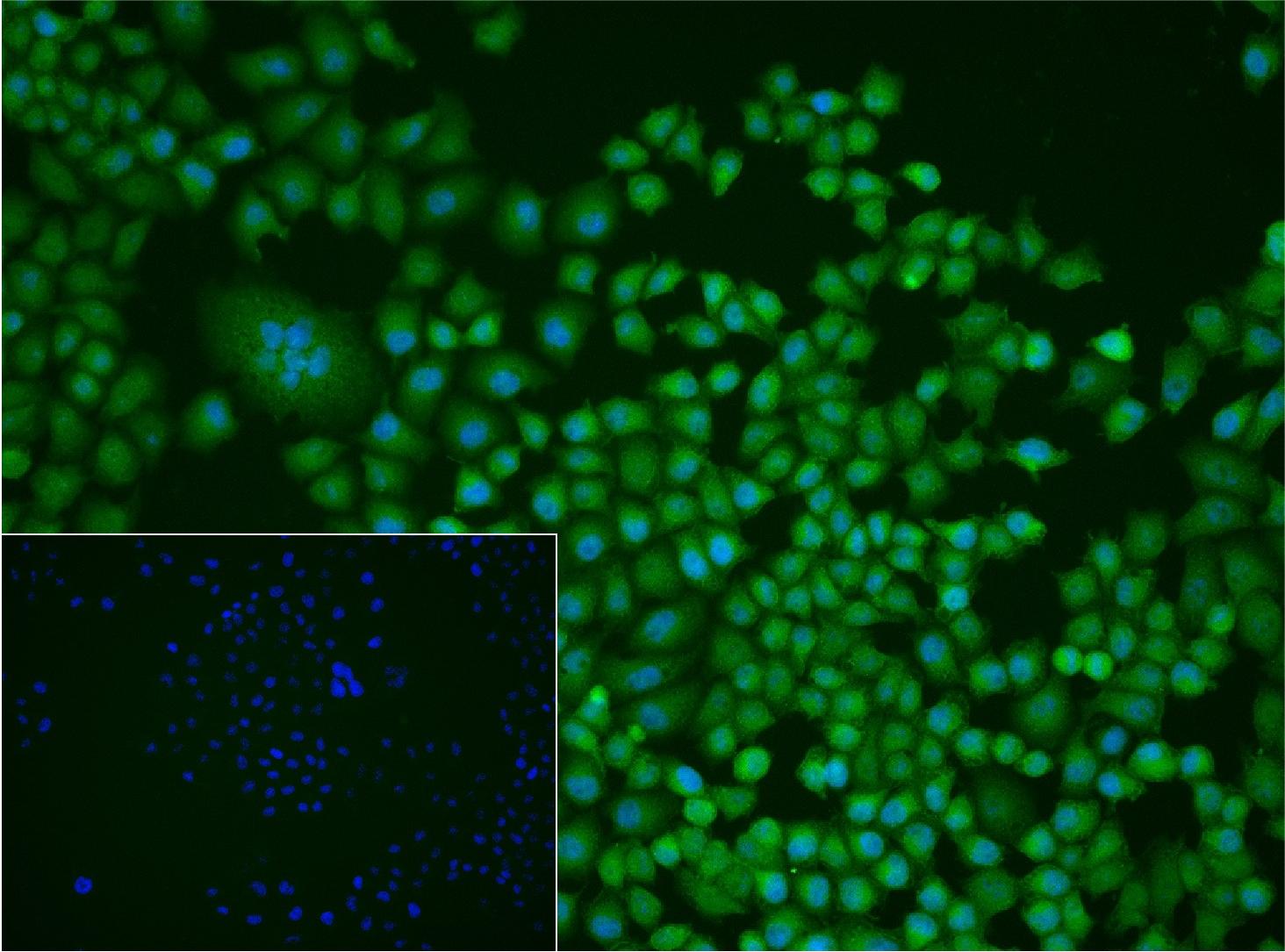 Cullin 1 Rabbit pAb(bs-4208R)-