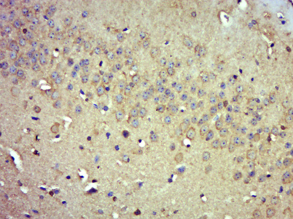 PDE9A Rabbit pAb(bs-12589R)-50