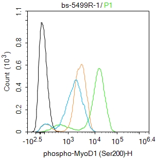 phospho-MyoD1 (Ser200) Rabbit