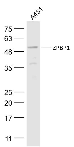 ZPBP1 Rabbit pAb(bs-4383R)-50u