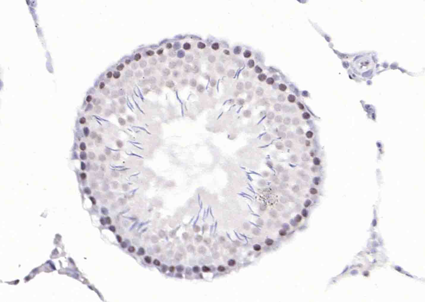 Cdc6 Rabbit pAb(bs-1390R)-50ul