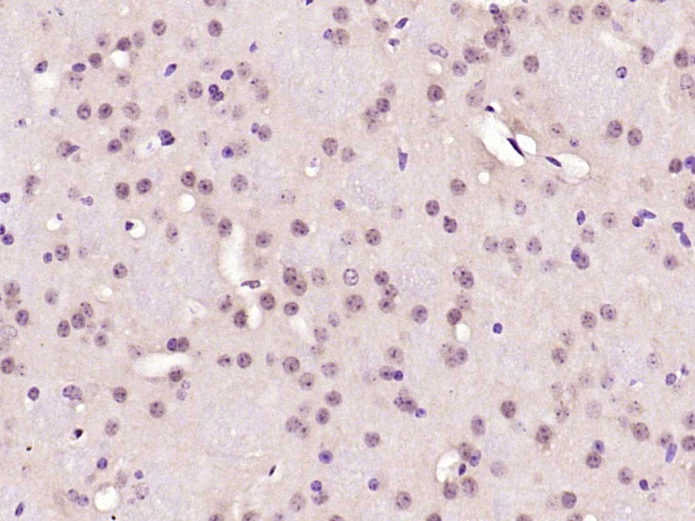 SOX2 Rabbit pAb(bs-0523R)-50ul