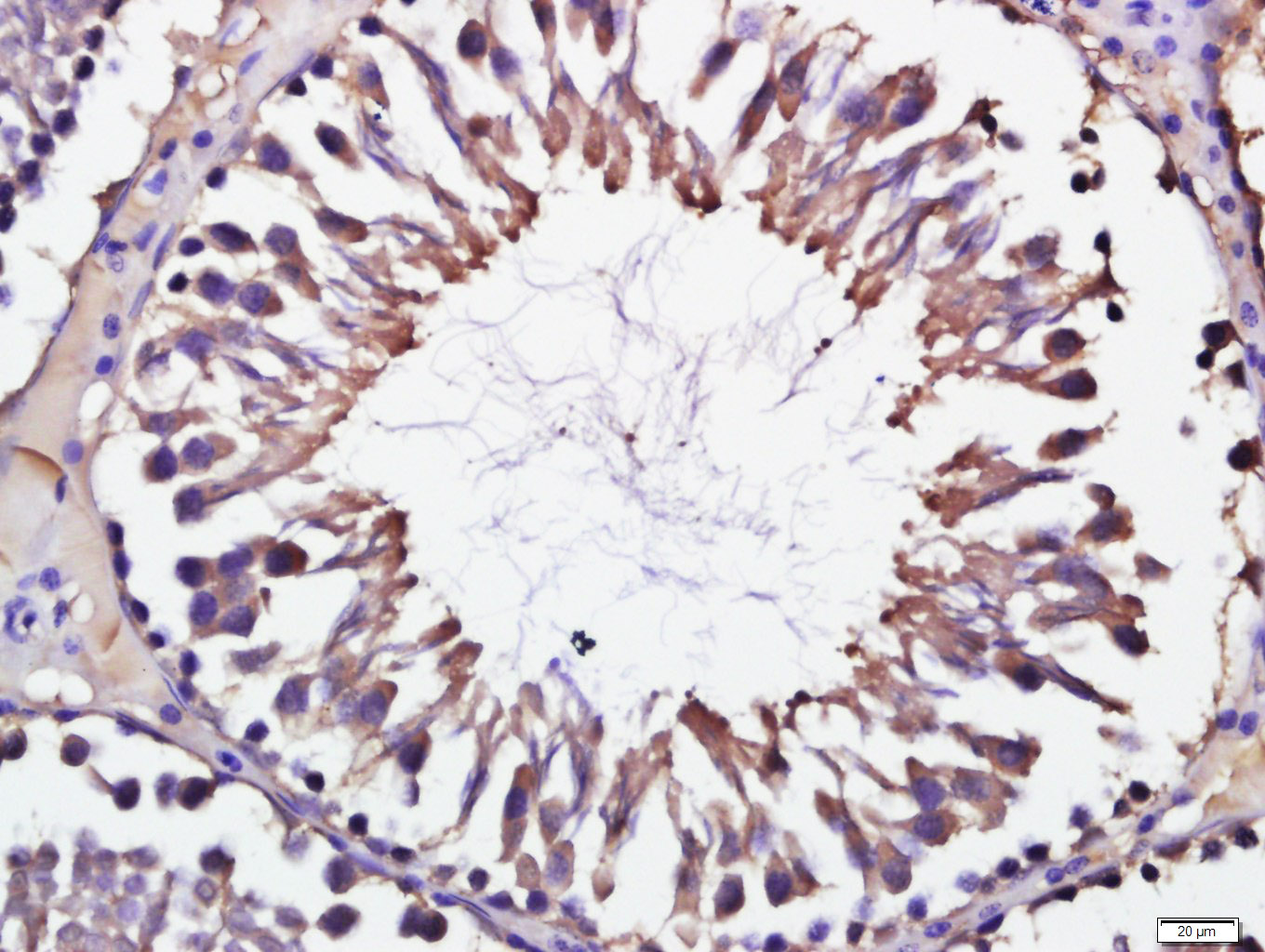 LKB1 Rabbit pAb(bs-3948R)-50ul