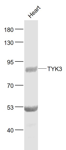 FER Rabbit pAb(bs-6914R)-50ul/
