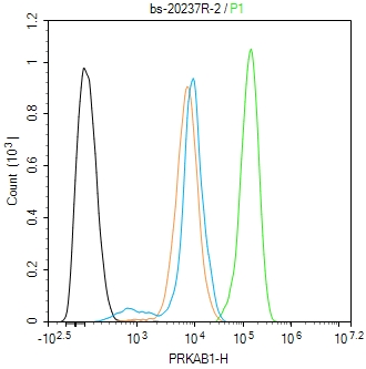 AMPK beta 1/PRKAB1 Rabbit pAb(
