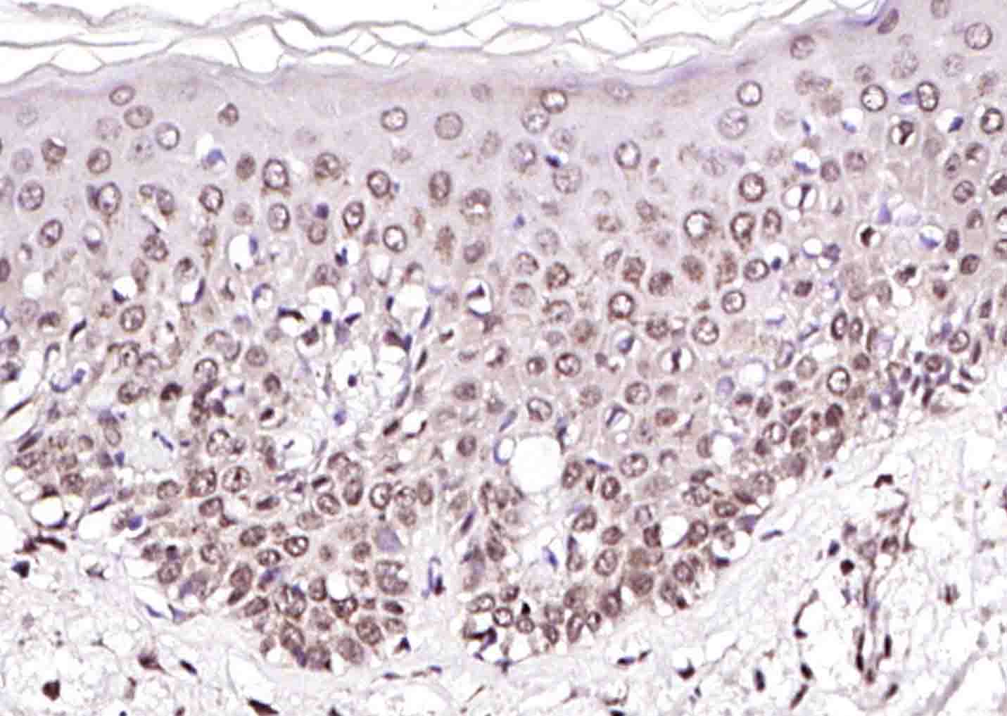 ALPK3 Rabbit pAb(bs-20040R)-50