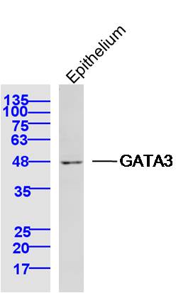 GATA3 Rabbit pAb(bs-23118R)-50