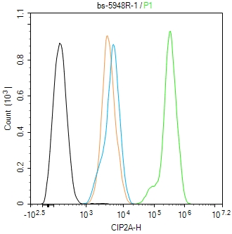 CIP2A/p90 Autoantigen Rabbit p
