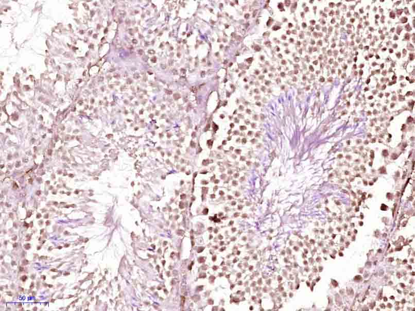HDAC1 Rabbit pAb(bs-2895R)-50u