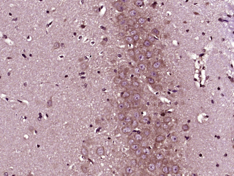 HRG1 Rabbit pAb(bs-1814R)-50ul