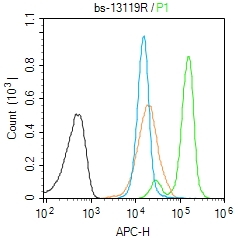 Exonuclease 1 Rabbit pAb(bs-13