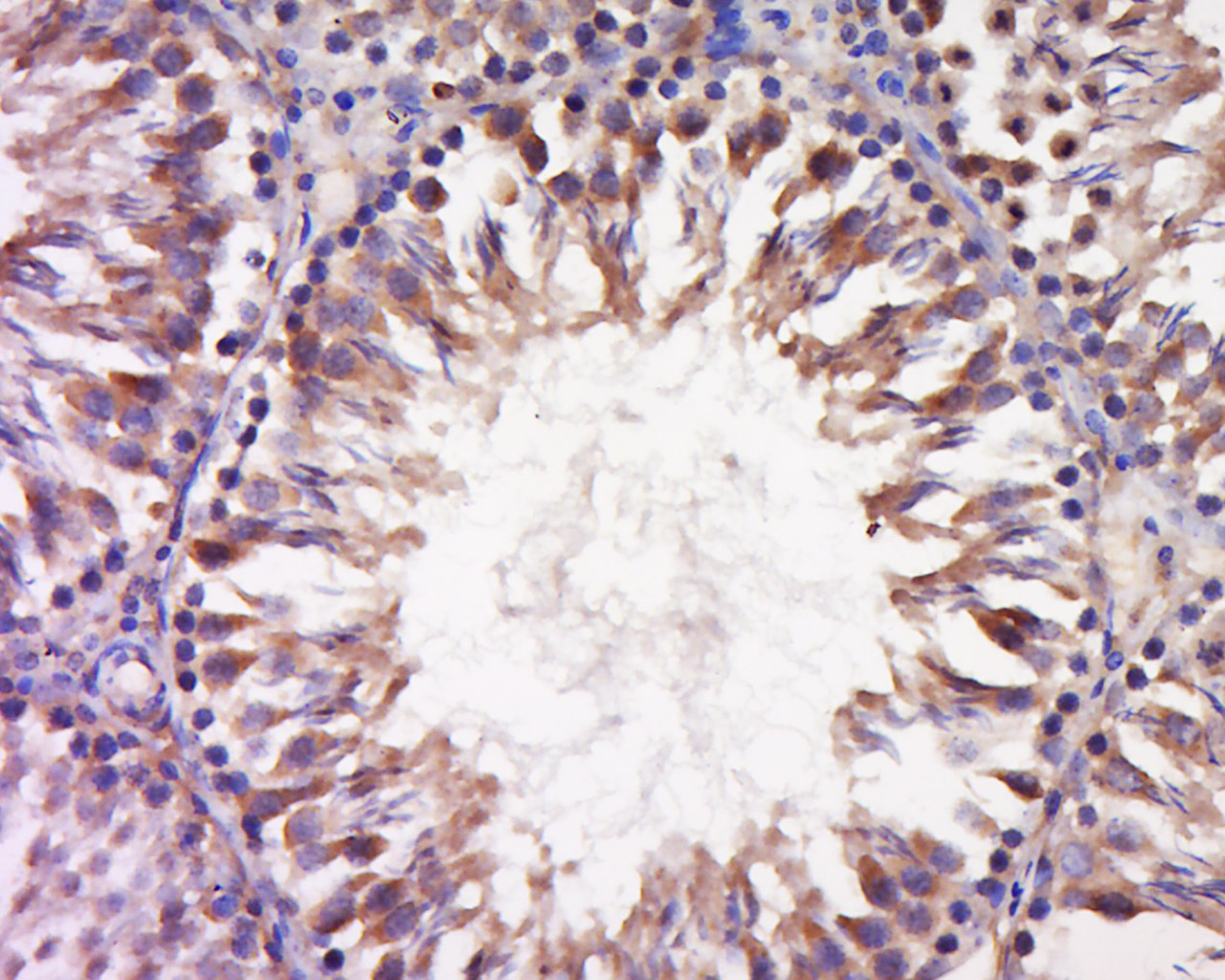 INSL6 Rabbit pAb(bs-16674R)-50