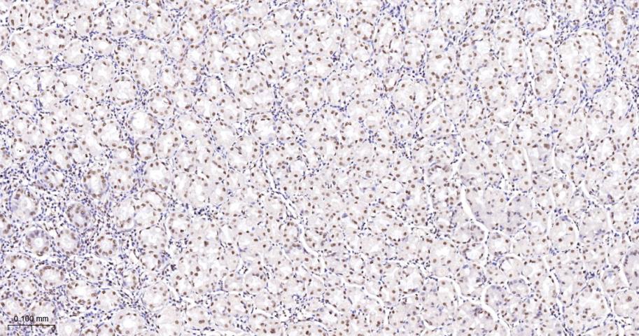 Ku80 Recombinant Rabbit mAb(bs