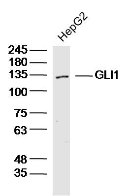 GLI1 Rabbit pAb(bs-1206R)-50ul