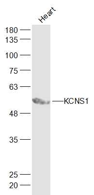 KCNS1 Rabbit pAb(bs-16916R)-50