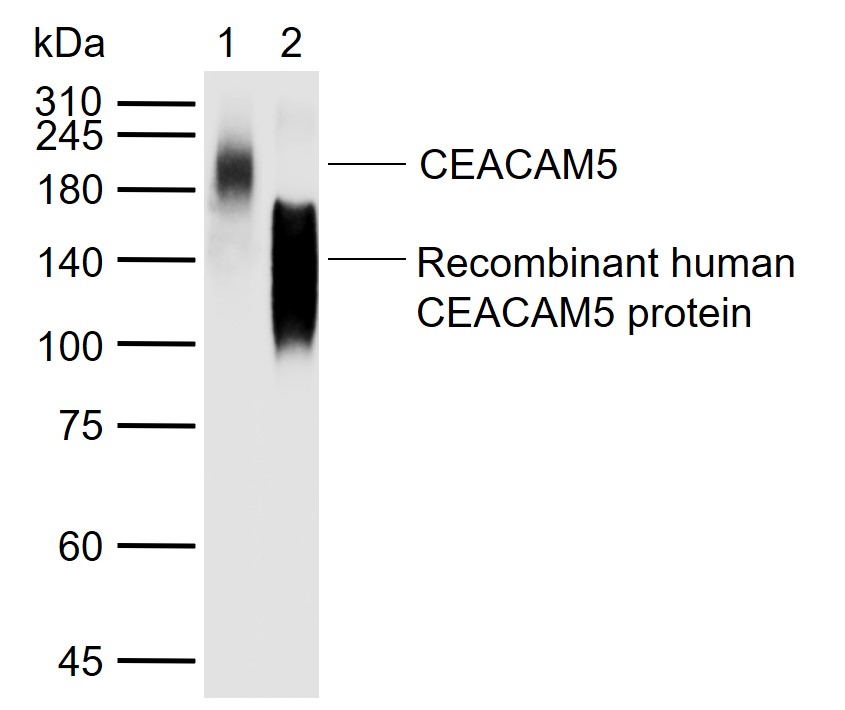 CEACAM5 Mouse mAb(bsm-43141M)-