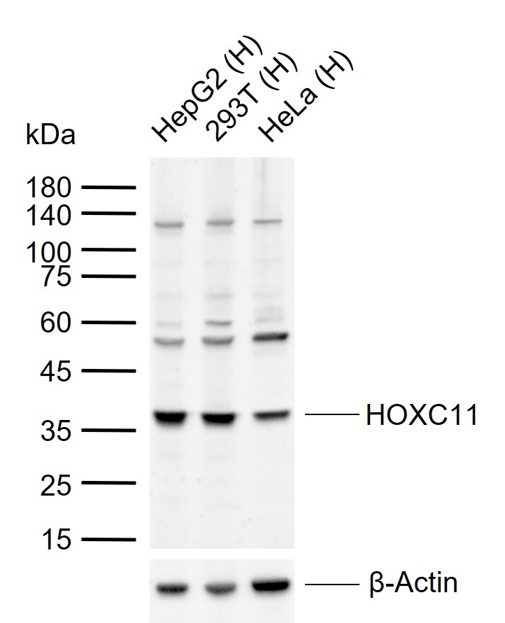 HOXC11 Rabbit pAb(bs-17366R)-5