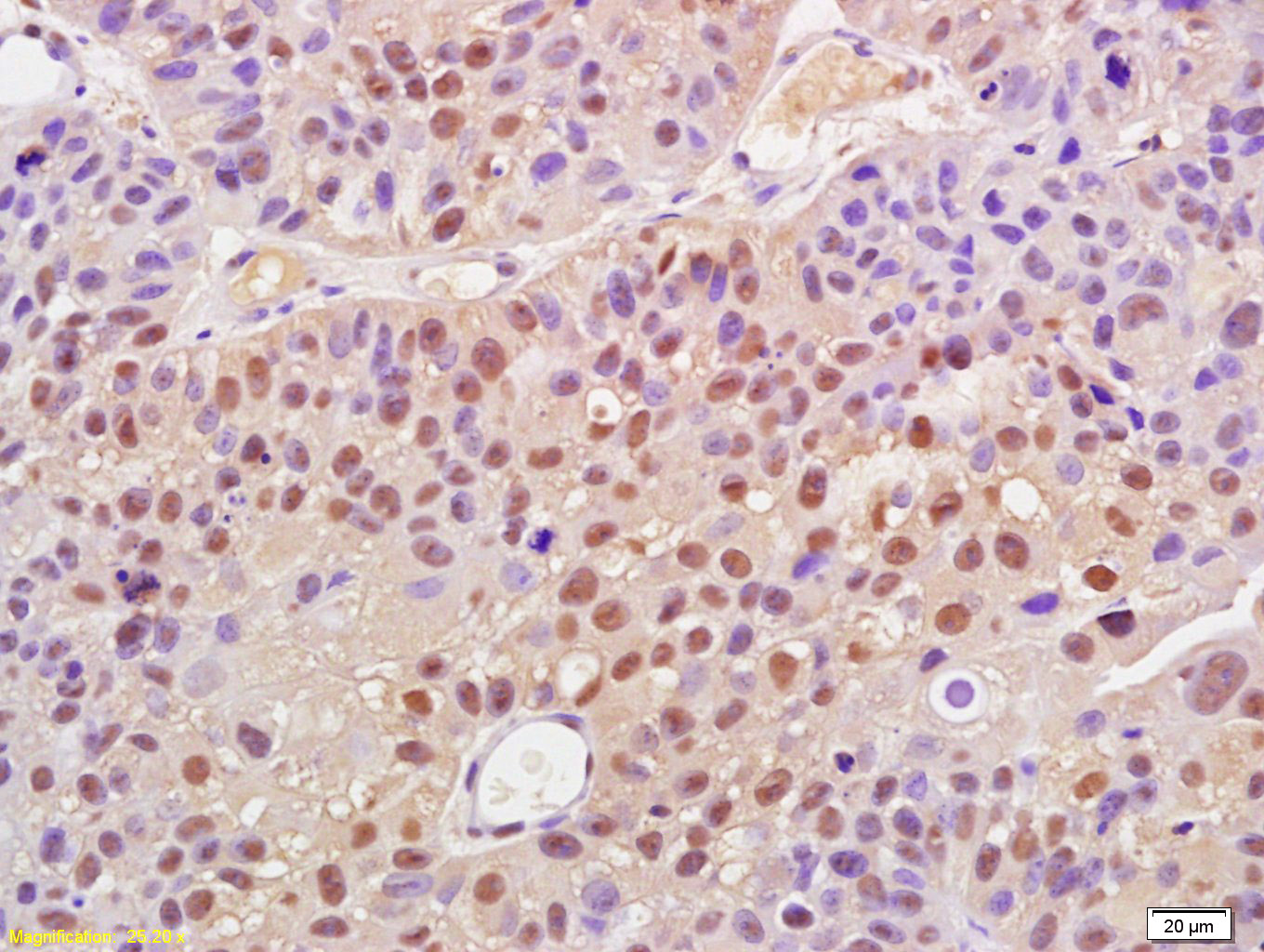 phospho-Cyclin B1 (Ser147) Rab