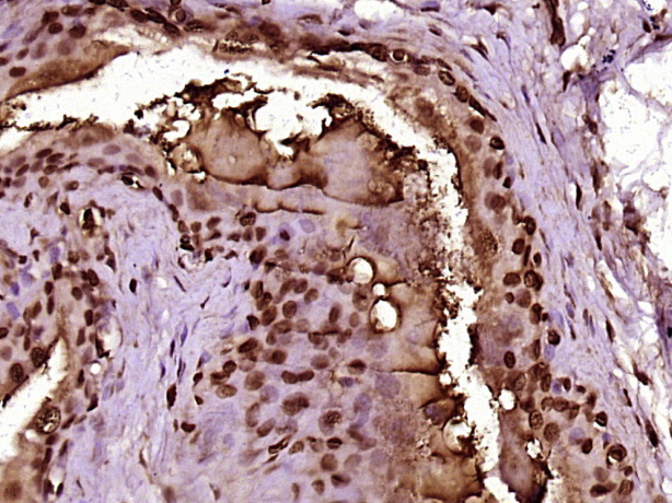 MPP6/MPHOSPH6 Rabbit pAb(bs-17