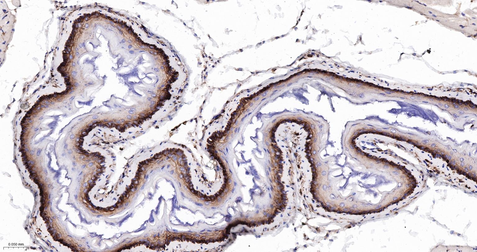 CD44 Recombinant Rabbit mAb(bs
