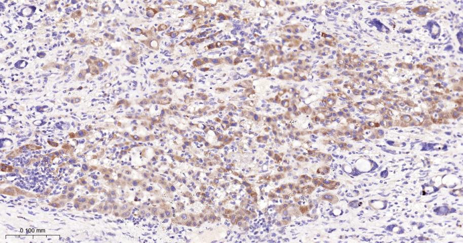EIF2S1 Recombinant Rabbit mAb(