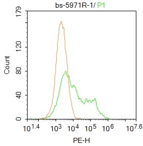 Plzf Rabbit pAb(bs-5971R)-50ul