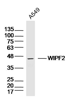 WIPF2 Rabbit pAb(bs-9869R)-50u