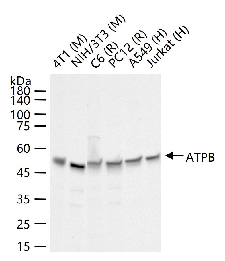 产品细节图片11